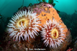 A pair of fish-eating anemones of California's Big Sur co... by Jon Anderson 